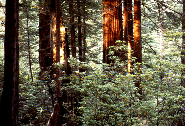 Redwood forest, with ferns, rhododendron and azaleas in the understory