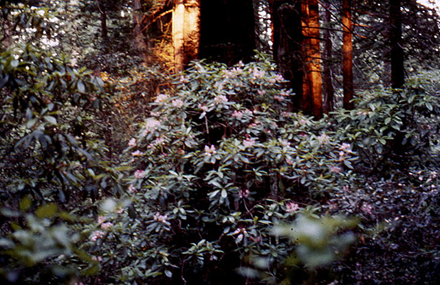Rhododendron in Redwoods