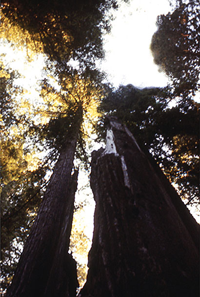 Sequoia tree standing more than 370 feet tall