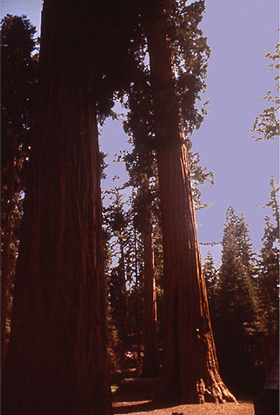 Giant Sequoias representative of those found in Yosemite, Kings Canyon and Sequoia National Parks