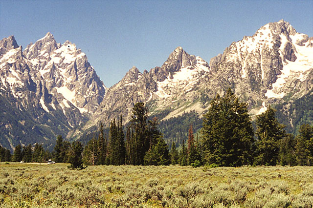 The Grand Tetons with evergreens in the foreground