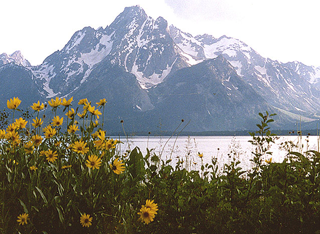 Mount Moran with Darn Yellow Composites (wildflowers) in foreground