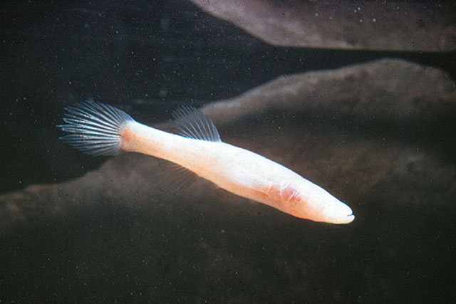 Close-up of small, salmon-colored, eyeless fish in cave waters
