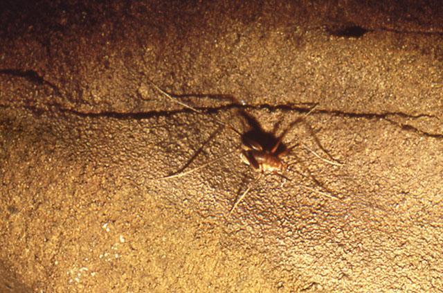 Close-up of cave cricket on limestone ledge in Mammoth Cave