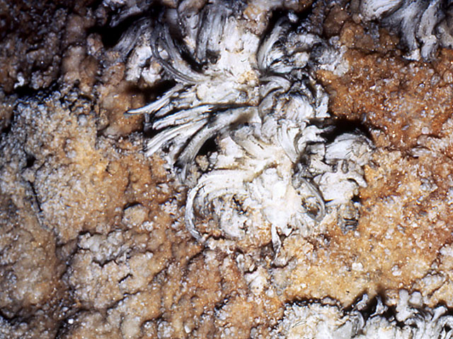 Close-up of Gypsum flowers in Mammoth Cave