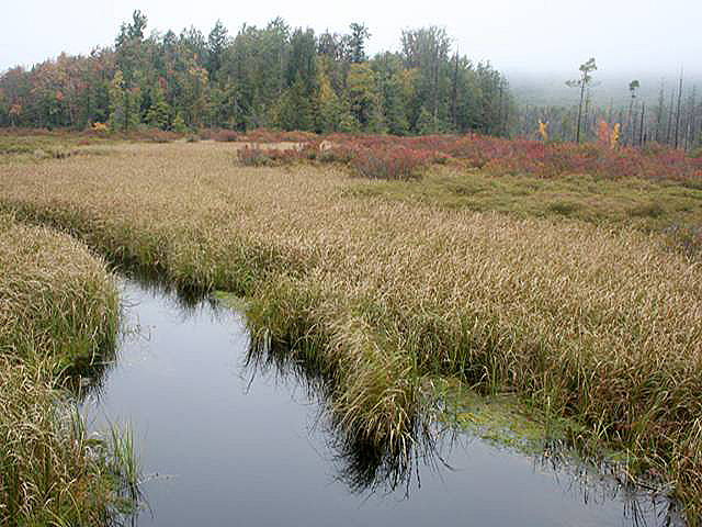 Bear Meadows, State College, PA.  Water and water grasses in the foreground. Forest in the background.