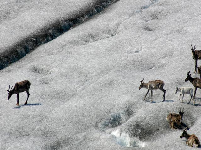 Eight caribou on the dulled white surface of the Greenland ice sheet.
