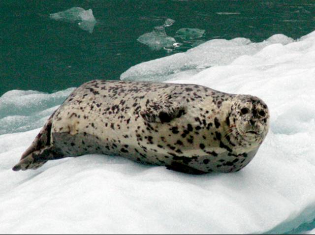 Harbor seal on small iceberg, Glacier Bay national Park, Alaska.