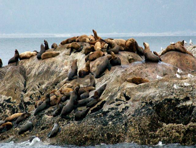 Marble Island, Glacier Bay National Park, Alaska, covered with sea lions.