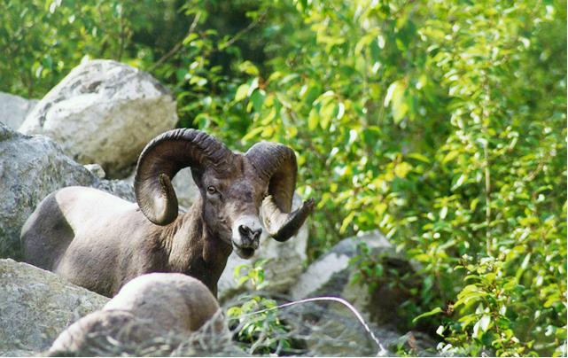 Male bighorn sheep among boulders, greenery in background. Canada, near Glacier National Park.
