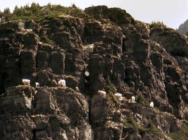Eight mountain goats on mountain side in Glacier National Park.