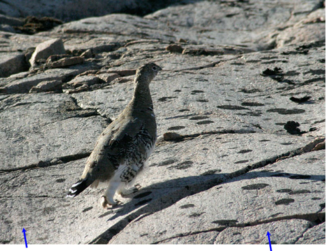Close-up of a Rock Ptarmigan on glacially striated granite, east Greenland.  Arrows point to striae which are faint lines on rocke.