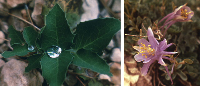 A 2-inch tall dwarf columbine and a dewy Oregon-grape leaf struggle to grow at Bryce.