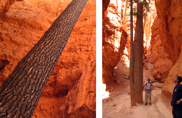 Trees in Bryce Canyon.