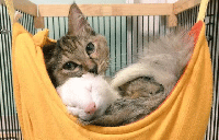 Tabby cat and a white ferret cuddling in a hammock