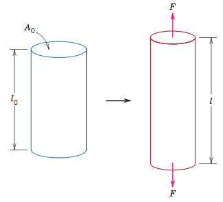 The cylinder gets longer and narrower as force pulls it from either end.