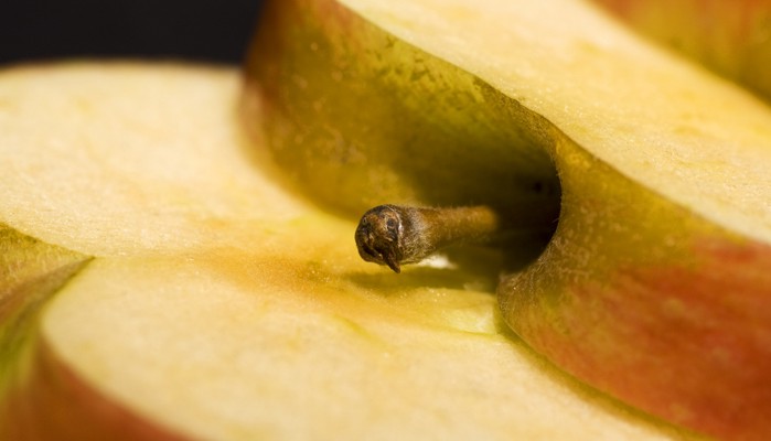 A photograph of an apple sliced in cross-sections.