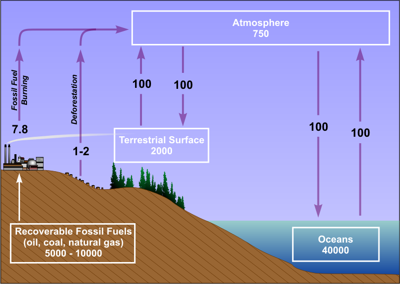 Schematic of earth's carbon cycle