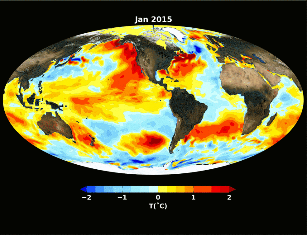 Animation of global sea-surface temperature anomalies showing the development and demise of the 2015-15 El Niño.