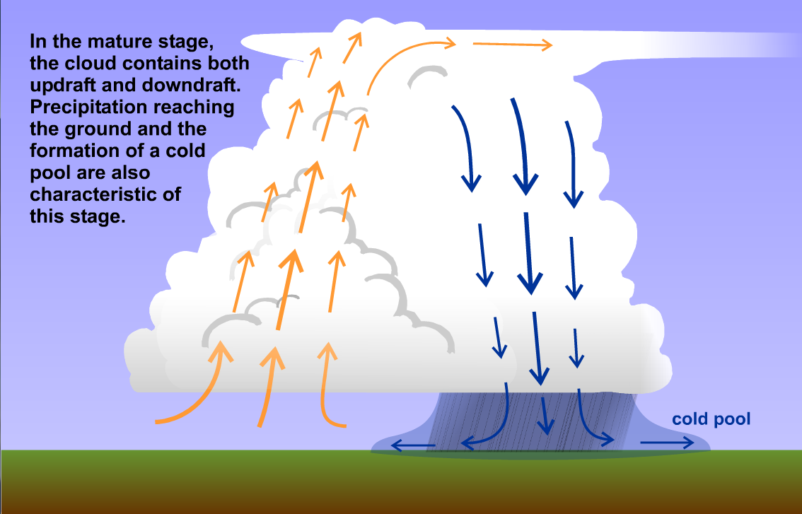 Schematic showing the state of updrafts, downdrafts, and a cold pool in a mature-stage single-cell thunderstorm.