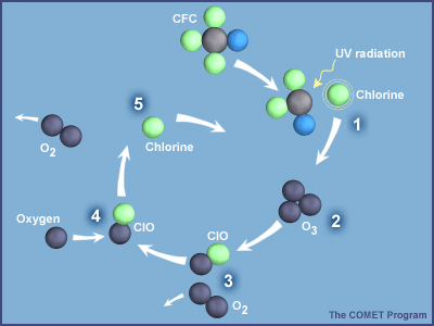 chlorine catalytic cycle that destroys ozone as described in text above