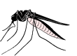 animated mosquito
